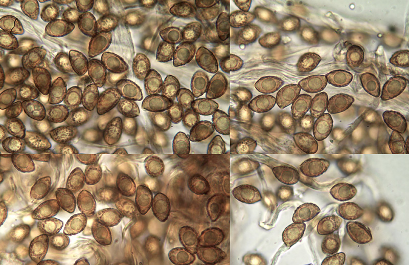 Cortinarius aurilicis mikro